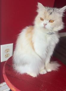 Clementine - Persian Cat For Sale - Brown Summit&comma; NC&comma; US
