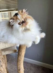 Persian female - Persian Kitten For Sale - Kansas City&comma; MO&comma; US