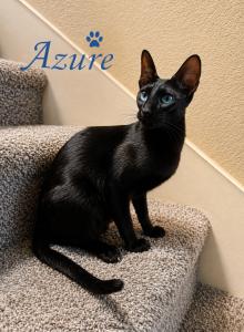 Oriental Kittens - Oriental Kitten For Sale - CA&comma; US