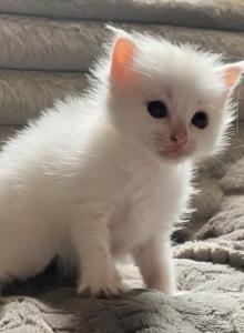 Girl flamepoint - Ragdoll Kitten For Sale - Glens Falls&comma; NY&comma; US
