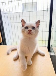Ellie - Ragdoll Kitten For Sale - Miami Lakes&comma; FL&comma; US