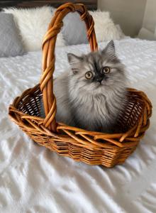 Paris - Persian Kitten For Sale - Orlando&comma; FL&comma; US
