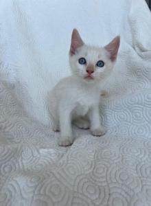 Mozzarella - American Shorthair Kitten For Sale - Conway&comma; AR&comma; US