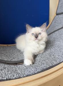 Blue Mitted Ragdoll - Ragdoll Kitten For Sale - Laurel&comma; MD&comma; US
