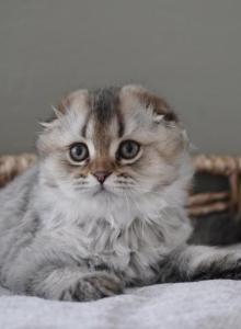 Kai - Scottish Fold Kitten For Sale - Henderson&comma; NV&comma; US