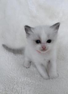 Peach - Ragdoll Kitten For Sale - NC&comma; US