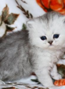 Soren - Persian Kitten For Sale - Boiling Springs&comma; PA&comma; US