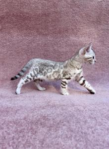 Pearl - Bengal Kitten For Sale - Camino&comma; CA&comma; US