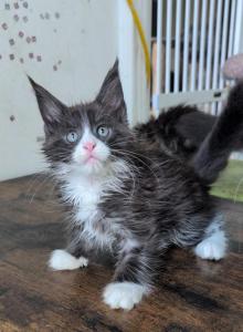 Oxy - Maine Coon Kitten For Sale - Brooklyn&comma; NY&comma; US