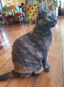 Kitty - Domestic Cat For Adoption - Westlake Village, CA, US Kitty - Domestic Cat For Adoption - Westlake Village, CA, US