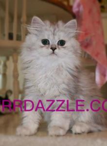 Female Persian - Persian Kitten For Sale - Tampa&comma; FL&comma; US
