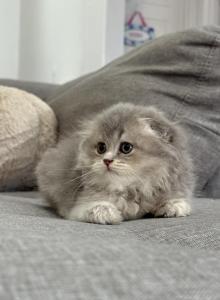 Claudia Female Scottish Fold - Scottish Fold Kitten For Sale - Celebration&comma; FL&comma; US