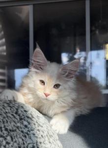 Toothless - Maine Coon Kitten For Sale - San Antonio&comma; TX&comma; US