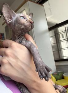 Princess - Sphynx Kitten For Adoption - NY&comma; US