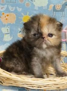Tiny Teacup Female Persian Kitten - Persian Kitten For Sale - CA&comma; US