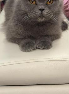 Gucci - Scottish Fold Cat For Sale - Fort Lauderdale&comma; FL&comma; US