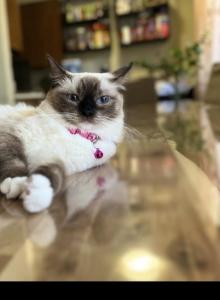Maxi - Ragdoll Cat For Adoption - New York, NY, US Maxi - Ragdoll Cat For Adoption - New York, NY, US