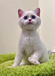 Coconut - British Shorthair Kitten For Sale - Queens&comma; NY&comma; US