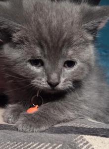 Bam Bam - Himalayan Kitten For Sale - Canton, OH, US Bam Bam - Himalayan Kitten For Sale - Canton, OH, US