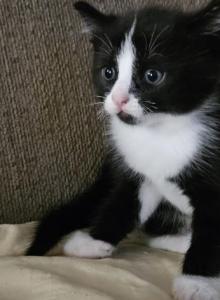 Sylvester - Ragdoll Kitten For Sale - Overland Park&comma; KS&comma; US