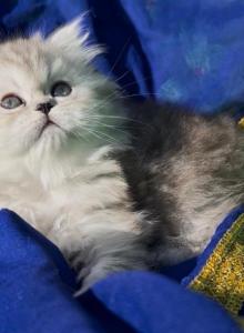 Ggorgeous Silver shaded chinchilla dollface male - Persian Kitten For Sale - CA, US Ggorgeous Silver shaded chinchilla dollface male - Persian Kitten For Sale - CA, US