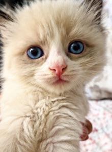 kitten 1 - Ragdoll Kitten For Adoption - Ridgewood, NY, US kitten 1 - Ragdoll Kitten For Adoption - Ridgewood, NY, US