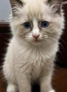 Kitten 2 - Ragdoll Kitten For Adoption - Ridgewood&comma; NY&comma; US