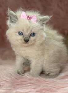 Blue point - Ragdoll Kitten For Sale - Barberton, OH, US Blue point - Ragdoll Kitten For Sale - Barberton, OH, US