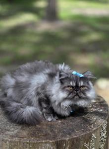 Sapphire's black smoke boy - Exotic Kitten For Sale - Conroe, TX, US Sapphire's black smoke boy - Exotic Kitten For Sale - Conroe, TX, US