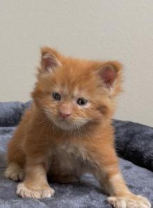 Polydactyl red - Maine Coon Kitten For Sale - Huntley, IL, US Polydactyl red - Maine Coon Kitten For Sale - Huntley, IL, US