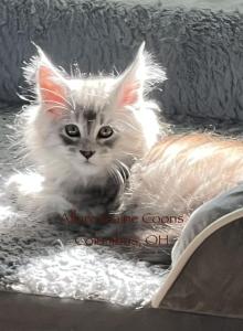 Emmy of Luna and Emmett - Maine Coon Kitten For Sale - New Albany, OH, US Emmy of Luna and Emmett - Maine Coon Kitten For Sale - New Albany, OH, US
