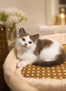 Mink & Traditonal Litter - Ragdoll Kitten For Sale - Ionia, MI, US Mink & Traditonal Litter - Ragdoll Kitten For Sale - Ionia, MI, US