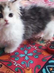 Missy - Munchkin Kitten For Sale - Firestone, CO, US Missy - Munchkin Kitten For Sale - Firestone, CO, US