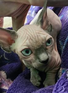Linda - Bambino Kitten For Sale - NY, US Linda - Bambino Kitten For Sale - NY, US