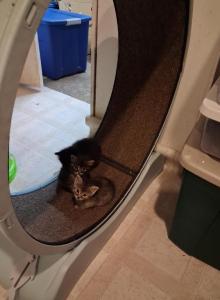 American short hair  Siamese - American Shorthair Kitten For Sale - Randallstown&comma; MD&comma; US