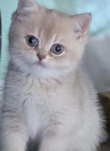 Elisabeth - British Shorthair Kitten For Sale - Englewood&comma; CO&comma; US