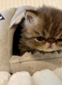 RESERVED Hercules - Persian Kitten For Sale - Cayce, SC, US RESERVED Hercules - Persian Kitten For Sale - Cayce, SC, US
