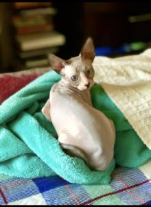 Make kitten - Sphynx Kitten For Sale - W Sacramento&comma; CA&comma; US