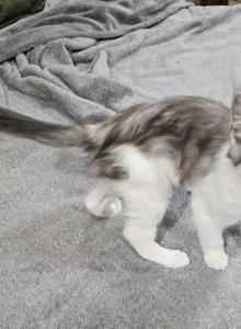 LUNA Maine coon female kitten - Maine Coon Kitten For Sale - Chickamauga&comma; GA&comma; US