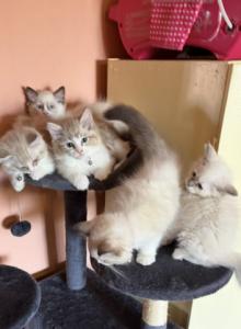 Ragdoll Kittens for sale - Ragdoll Kitten For Sale - Tucson&comma; AZ&comma; US