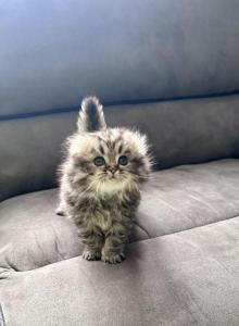 Mia - Scottish Fold Kitten For Sale - Sedalia&comma; MO&comma; US