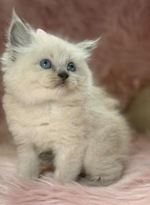 Female Ragdoll - Ragdoll Kitten For Sale - Barberton&comma; OH&comma; US