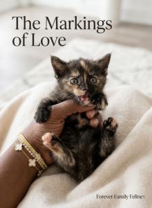 Vladimir and Tee first Litter - Maine Coon Kitten For Sale - Fort Myers&comma; FL&comma; US