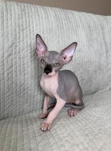 Archie - Sphynx Kitten For Sale - Brooklyn&comma; NY&comma; US