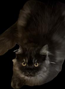 Stunning shaded smoke Persian Boys - Persian Kitten For Sale - Benbrook&comma; TX&comma; US