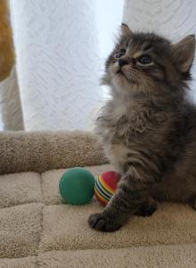 Percy - American Shorthair Kitten For Sale - Memphis&comma; TN&comma; US