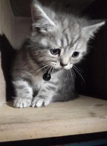Pooh - Persian Cat For Sale - Canton&comma; OH&comma; US