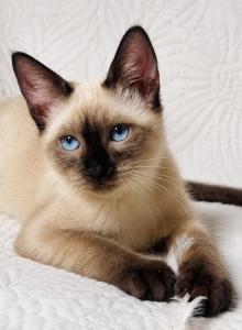 Female Siamese kitten - Siamese Kitten For Sale - Terrell&comma; TX&comma; US