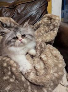 Boeing - Persian Kitten For Sale - Brazos Point&comma; TX&comma; US