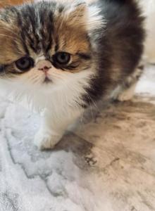 National winner - Persian Kitten For Sale - Joplin&comma; MO&comma; US